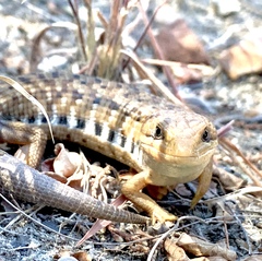 Gerrhonotus liocephalus