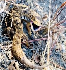 Gerrhonotus liocephalus