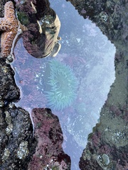 Anthopleura xanthogrammica