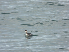 Podiceps nigricollis