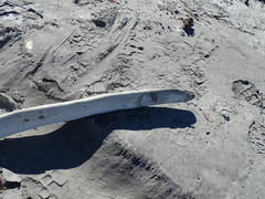 Eschrichtius robustus