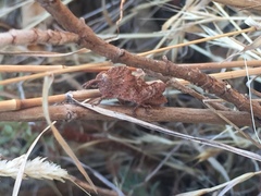 Ocnerodes fallaciosus