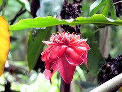 Etlingera elatior