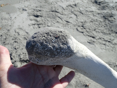 Eschrichtius robustus