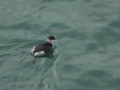 Podiceps nigricollis