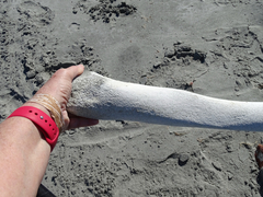 Eschrichtius robustus