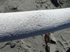 Eschrichtius robustus