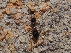 Prenolepis imparis