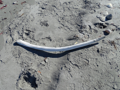 Eschrichtius robustus