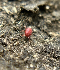 Microtrombidiidae