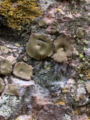Umbilicaria phaea