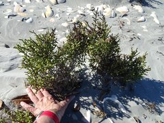 Allenrolfea occidentalis