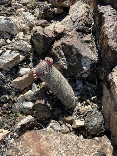 iNaturalist observation photo of Peninsular fishhook cactus