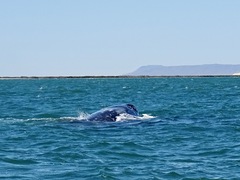 Eschrichtius robustus