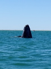 Eschrichtius robustus