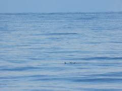 Podiceps nigricollis