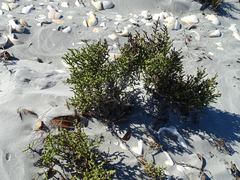 Allenrolfea occidentalis
