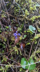 Veronica regina-nivalis