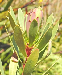 Protea lanceolata