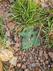 Ledebouria ovatifolia