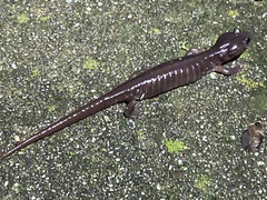 Aneides lugubris
