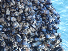 Mytilus californianus