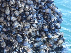 Mytilus californianus
