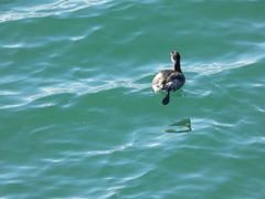 Podiceps nigricollis