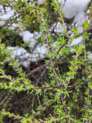 Adenostoma fasciculatum