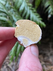 Boletus semigastroideus