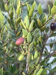 Diospyros glabra