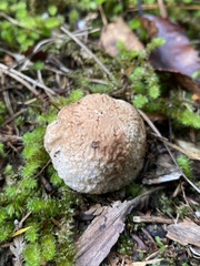 Boletus semigastroideus
