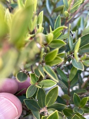 Diospyros glabra