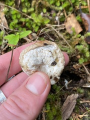 Boletus semigastroideus