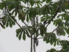 Pteroglossus inscriptus