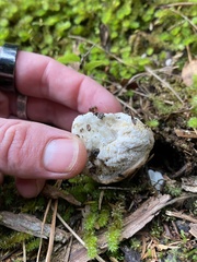 Boletus semigastroideus