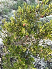 Diospyros glabra