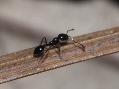 Monomorium viridum