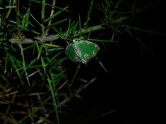 Eucyclodes insperata