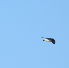 Petrochelidon pyrrhonota