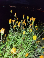 Dimorphotheca sinuata