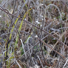 Lithospermum officinale