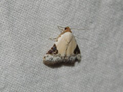 Eublemma ecthaemata