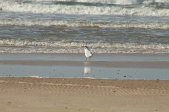 Chroicocephalus maculipennis