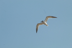 Thalasseus sandvicensis