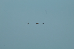 Heteronetta atricapilla