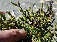 Allenrolfea occidentalis
