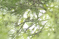 Myiophobus fasciatus
