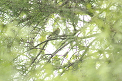 Myiophobus fasciatus