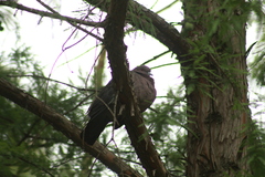 Patagioenas picazuro